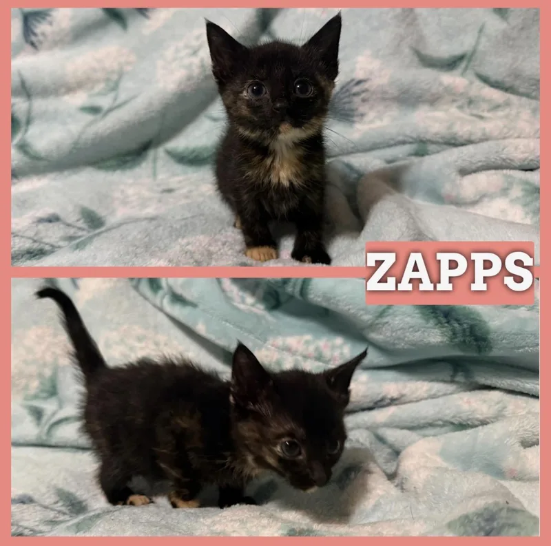 Zapps