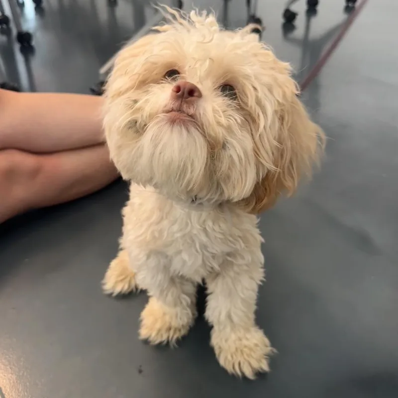 A young small-sized male Yellow / Tan / Blond / Fawn Maltese dog named Brownie Batter for adoption in Jersey City, NJ