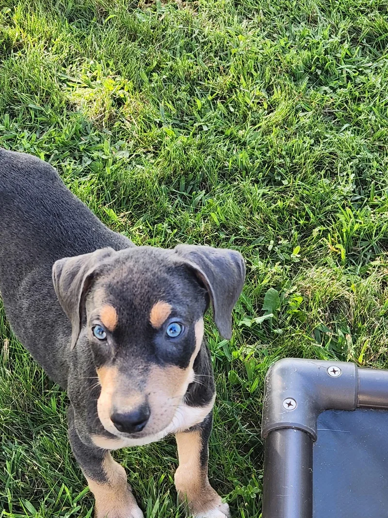 A baby large-sized male Doberman Pinscher dog named Bravo for adoption in Minneapolis, MN
