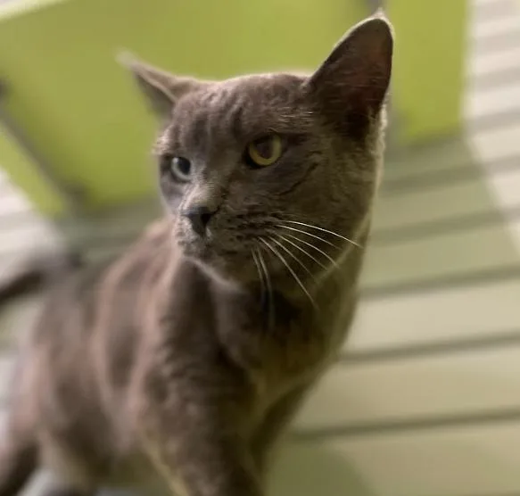 A senior medium-sized male Domestic Short Hair cat named Boris for adoption in South Bend, IN