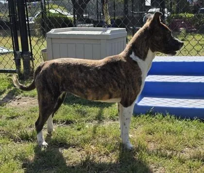 Flamingo thumbnail 2