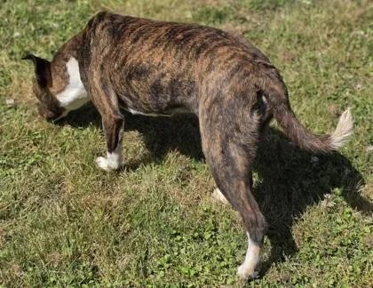 A baby medium-sized female Feist dog named Flamingo for adoption in Conway, SC