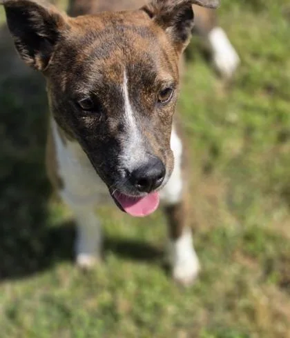 Flamingo thumbnail 3