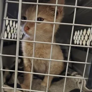 A baby small-sized female Orange / Red Domestic Short Hair cat named Triscuit for adoption in South Elgin, IL