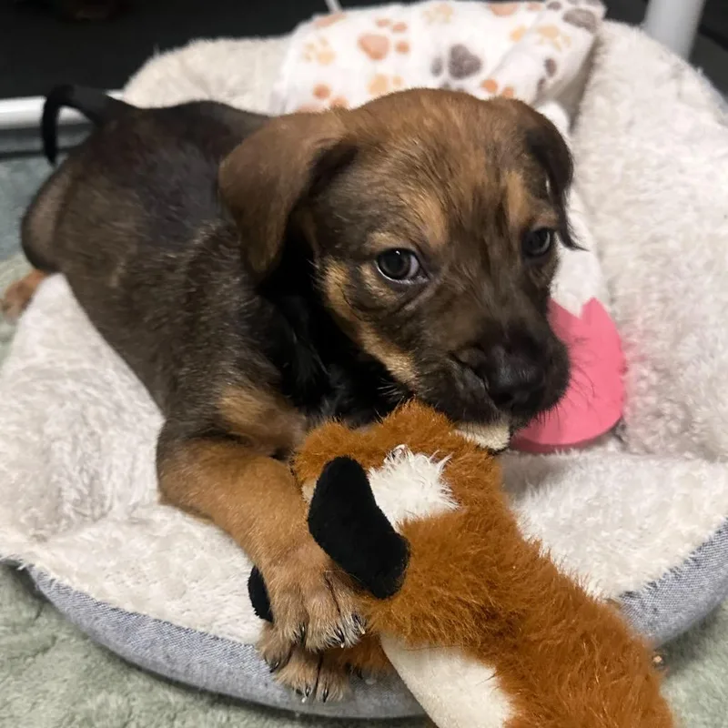 A baby small-sized male Mixed Breed dog named Johnny Bumper Car for adoption in Rockville, MD