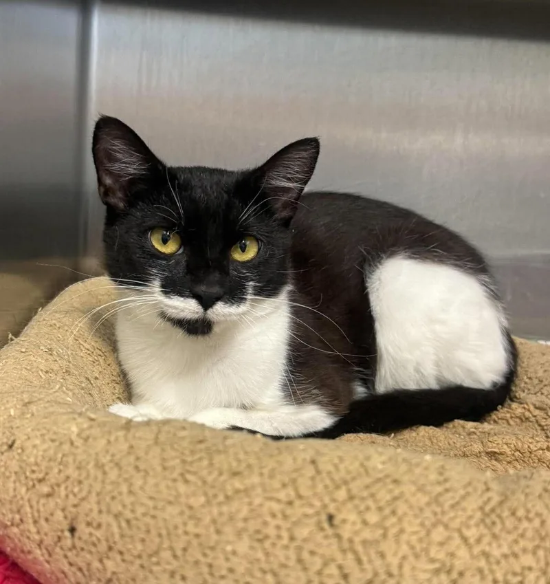 A young small-sized female Domestic Short Hair cat named Cha Cha for adoption in Othello, WA