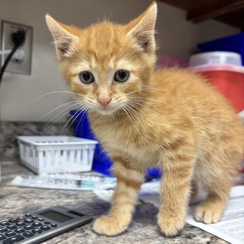 A baby small-sized male Orange / Red Domestic Short Hair cat named Carmichael  U for adoption in Tupelo, MS