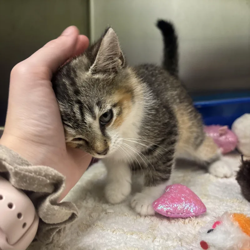 A baby small-sized female Calico cat named Paisley for adoption in Waynesburg, PA