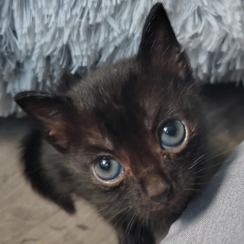 A baby small-sized female Black Domestic Short Hair cat named Jael for adoption in Ionia, MI