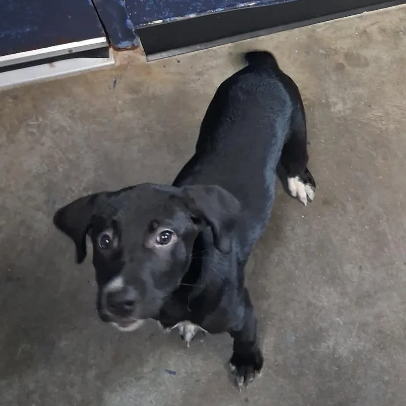 A baby small-sized female Black Labrador Retriever dog named Wren for adoption in Shinnston, WV