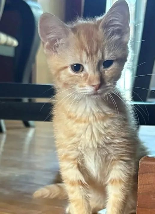 A baby medium-sized male Orange / Red Domestic Short Hair cat named Sitka for adoption in Morgantown, WV