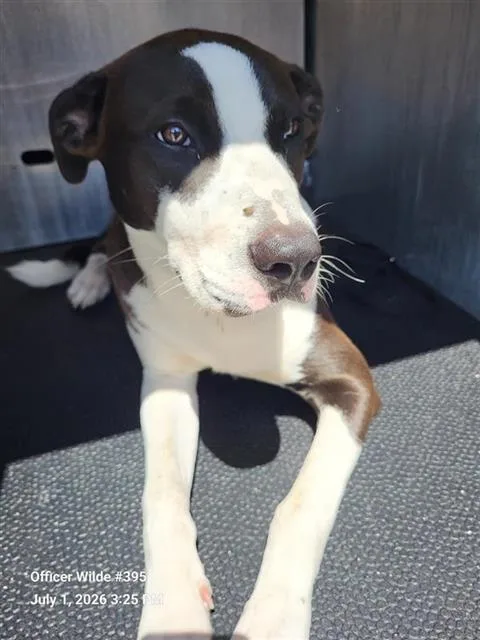 A young medium-sized male American Staffordshire Terrier dog named Ben for adoption in San Antonio, TX