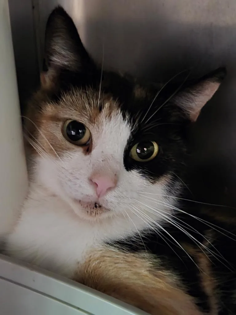 A young small-sized female Domestic Short Hair cat named Denise for adoption in Cambridge, MD