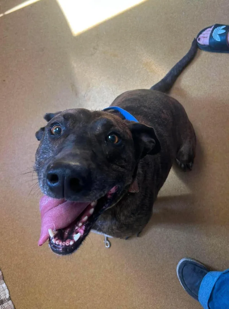 An adult large-sized female Brindle Pit Bull Terrier dog named Tabitha for adoption in Maryville, MO