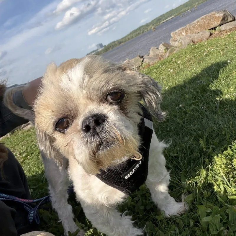 A senior small-sized male White / Cream Shih Tzu dog named Hershel for adoption in Rockville, MD