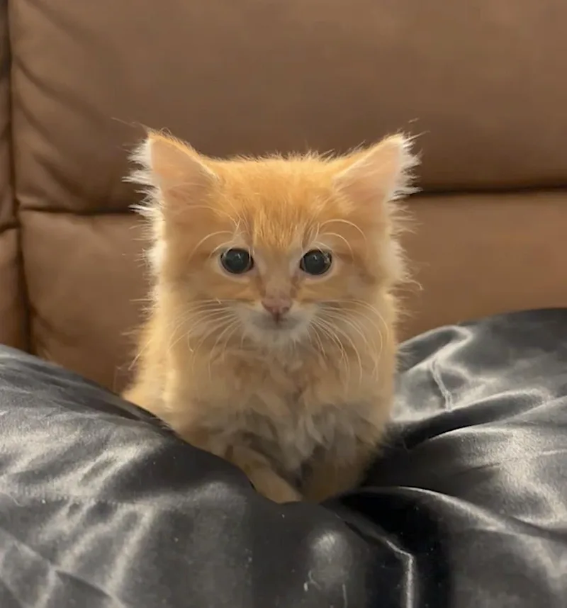A baby medium-sized male Domestic Long Hair cat named O'Malley for adoption in Bedford, VA