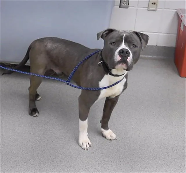 A young large-sized male Boxer dog named Dante for adoption in Omaha, NE