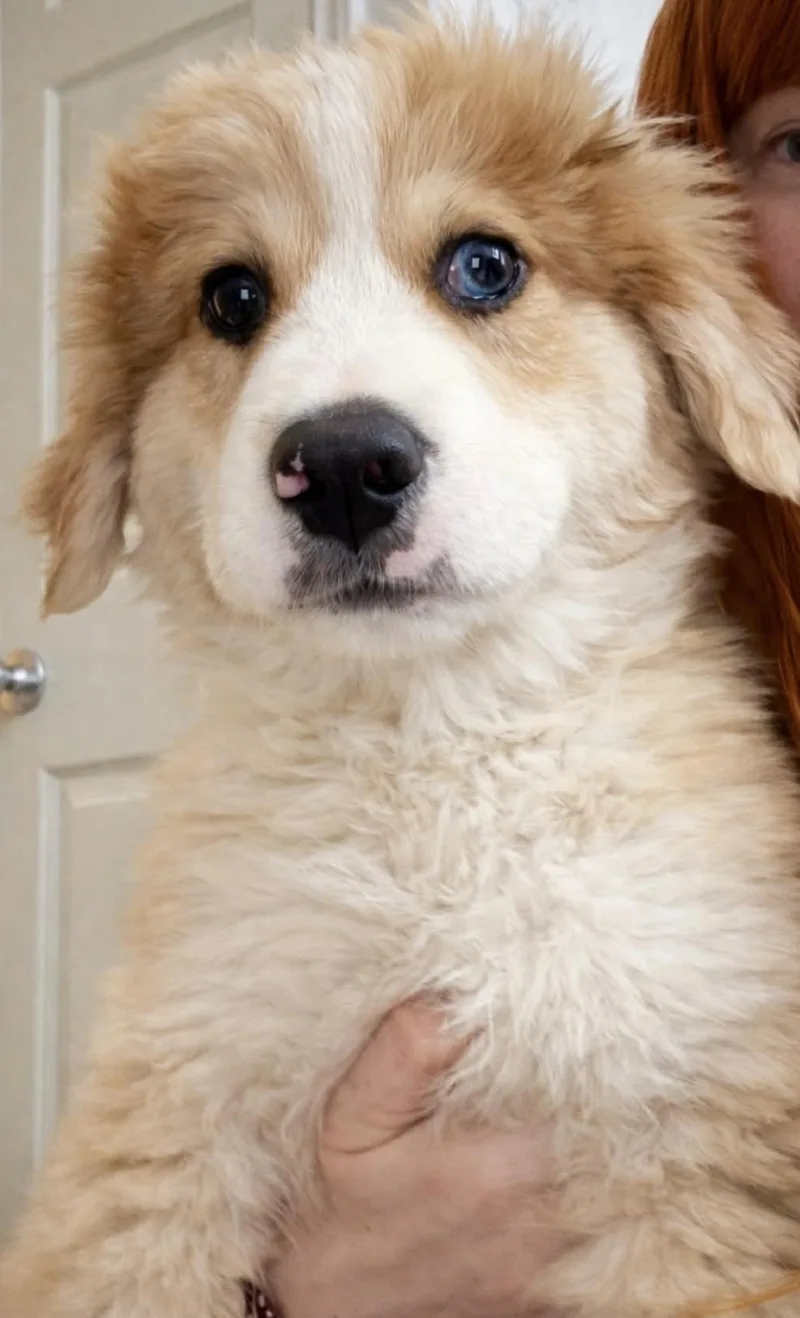 A baby large-sized male Great Pyrenees dog named Gerald for adoption in Allen, TX