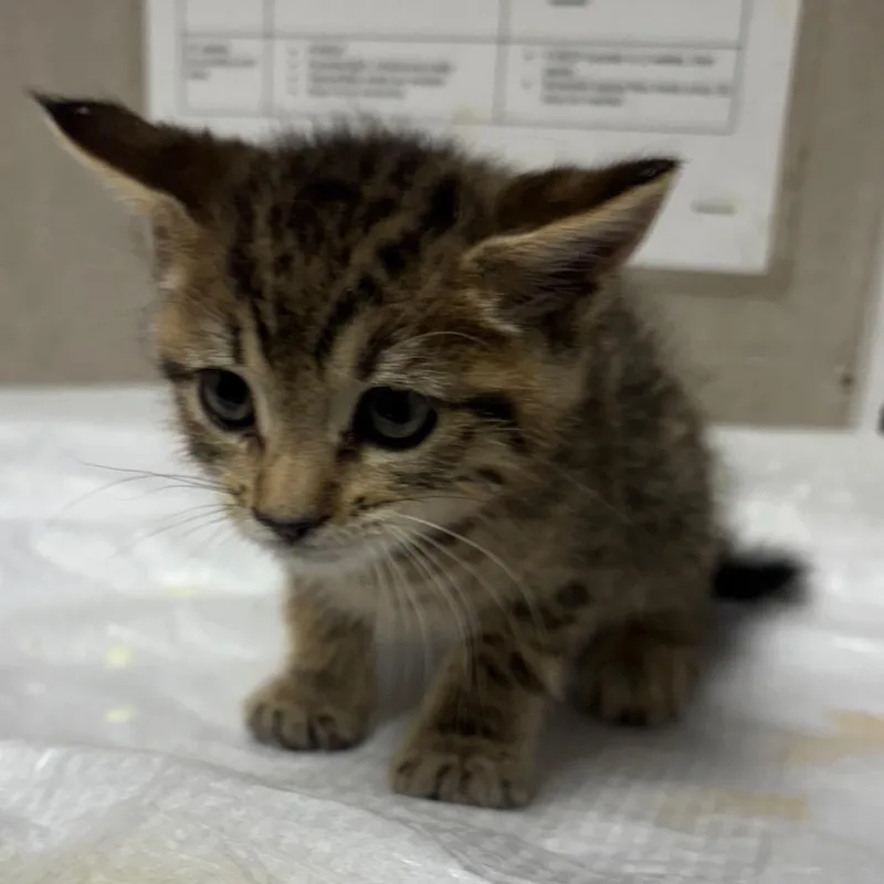 A baby small-sized male Brown / Chocolate Domestic Short Hair cat named NancyPrancy for adoption in Yuma, AZ