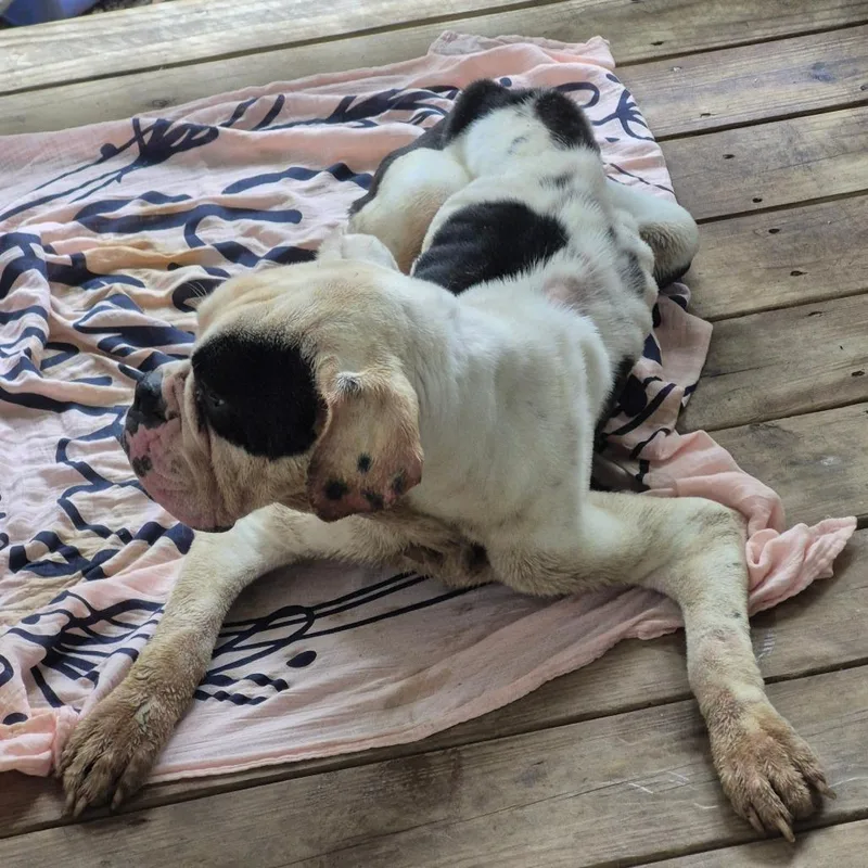 A young medium-sized male White / Cream Mixed Breed dog named StraythAvenue for adoption in Columbus, GA