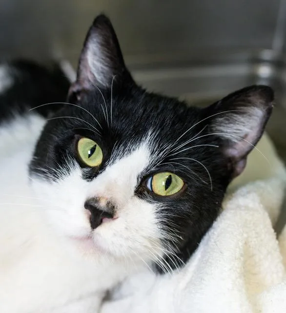 An adult medium-sized male Domestic Short Hair cat named Cow for adoption in Boston, MA