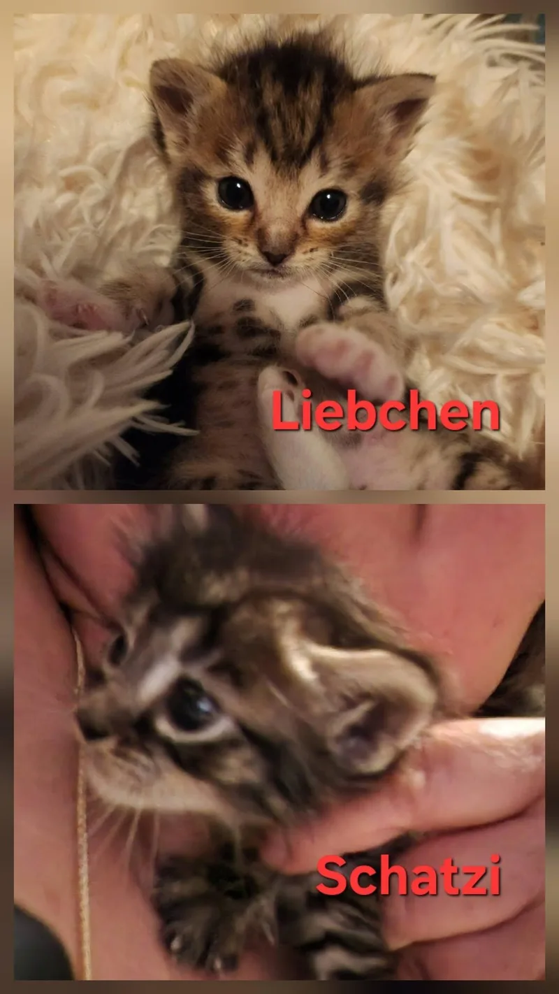 Schatzi and Liebchen thumbnail 2