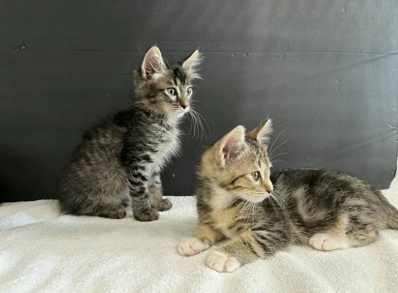 Schatzi and Liebchen thumbnail 3