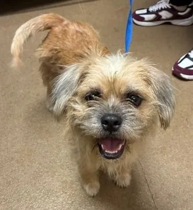 An adult small-sized female Mixed Breed dog named Janice for adoption in Madison, NJ