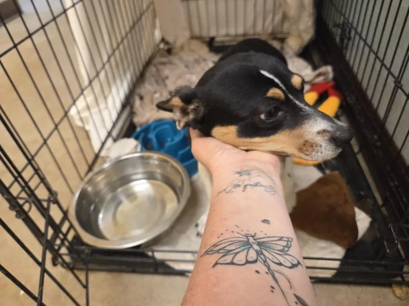 A young small-sized female Chihuahua dog named Dip for adoption in Lockhart, TX