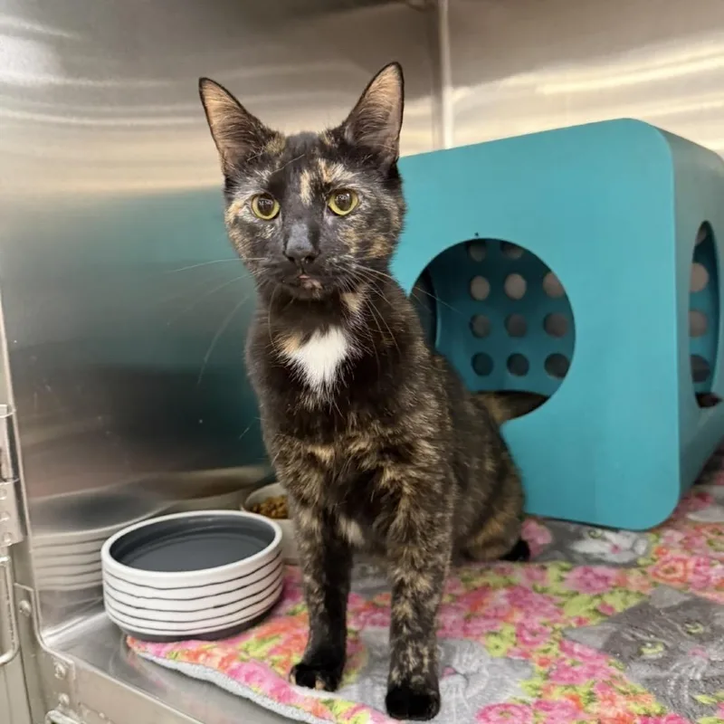 An adult small-sized female Tortoiseshell Domestic Short Hair cat named Elsa for adoption in Williston, FL
