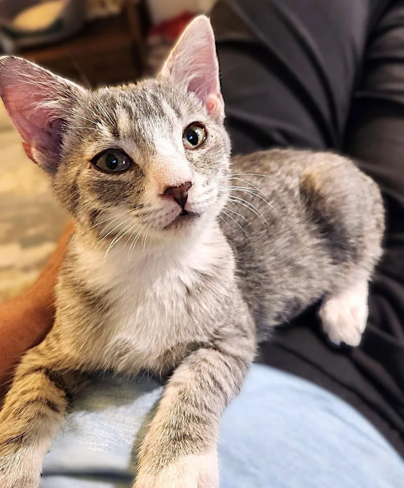 A baby medium-sized female Tabby cat named Barlie for adoption in Fort Myers, FL