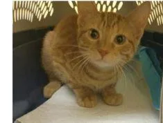 A baby medium-sized male Tabby (Orange / Red) Domestic Short Hair cat named Gilmoro ORT for adoption in Missouri City, TX