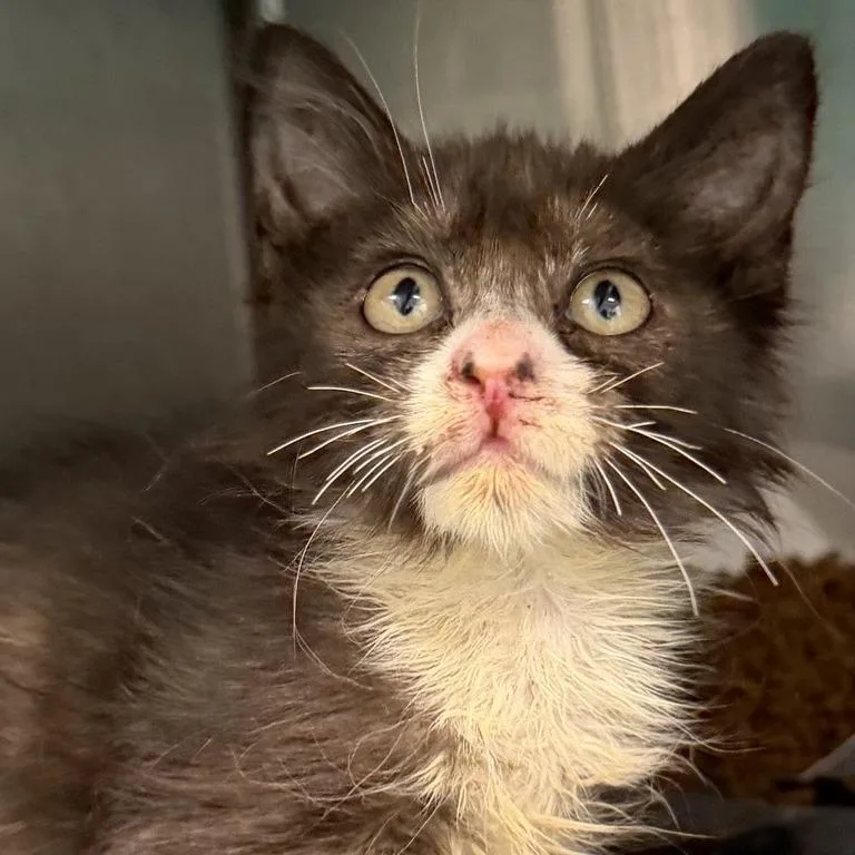 A baby small-sized female Domestic Short Hair cat named Butterfly for adoption in Los Angeles, CA