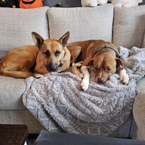 An adult large-sized male Yellow / Tan / Blond / Fawn Carolina Dog named Jack Dixon for adoption in Rockaway, NJ