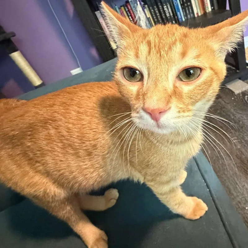 A baby small-sized male Orange / Red Domestic Short Hair cat named Bentley for adoption in Cincinnati, OH