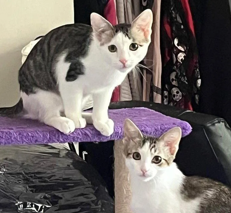 A baby medium-sized male Domestic Short Hair cat named Loki and Lyra for adoption in Shawnee, KS