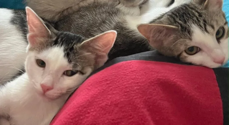Loki and Lyra thumbnail 2
