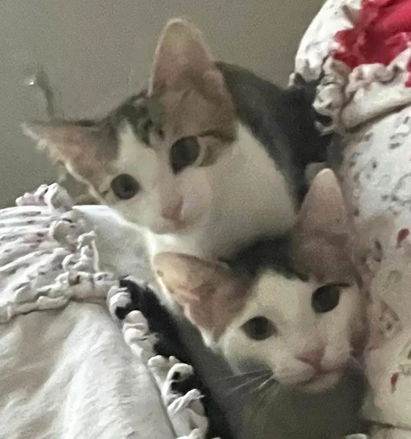 Loki and Lyra thumbnail 3