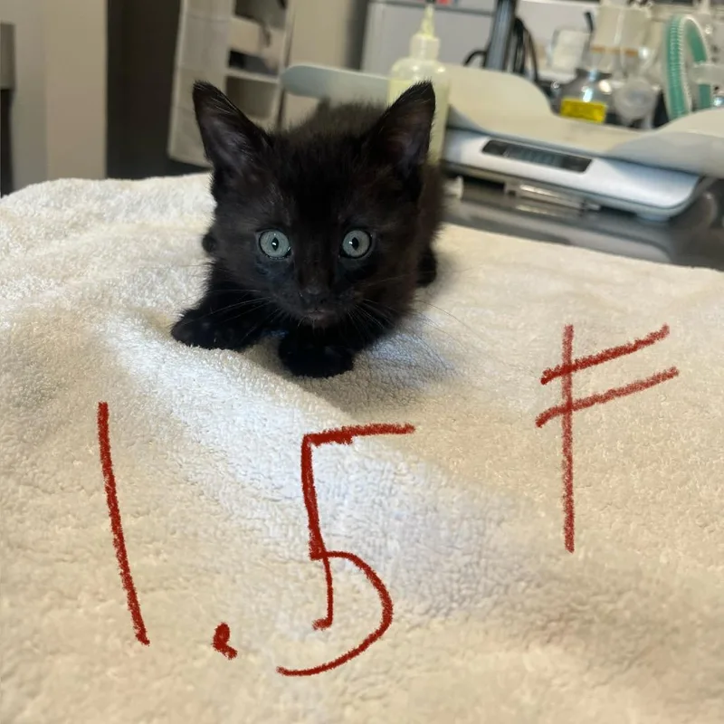 A baby small-sized female Black Domestic Short Hair cat named Mercury for adoption in Hinsdale, IL