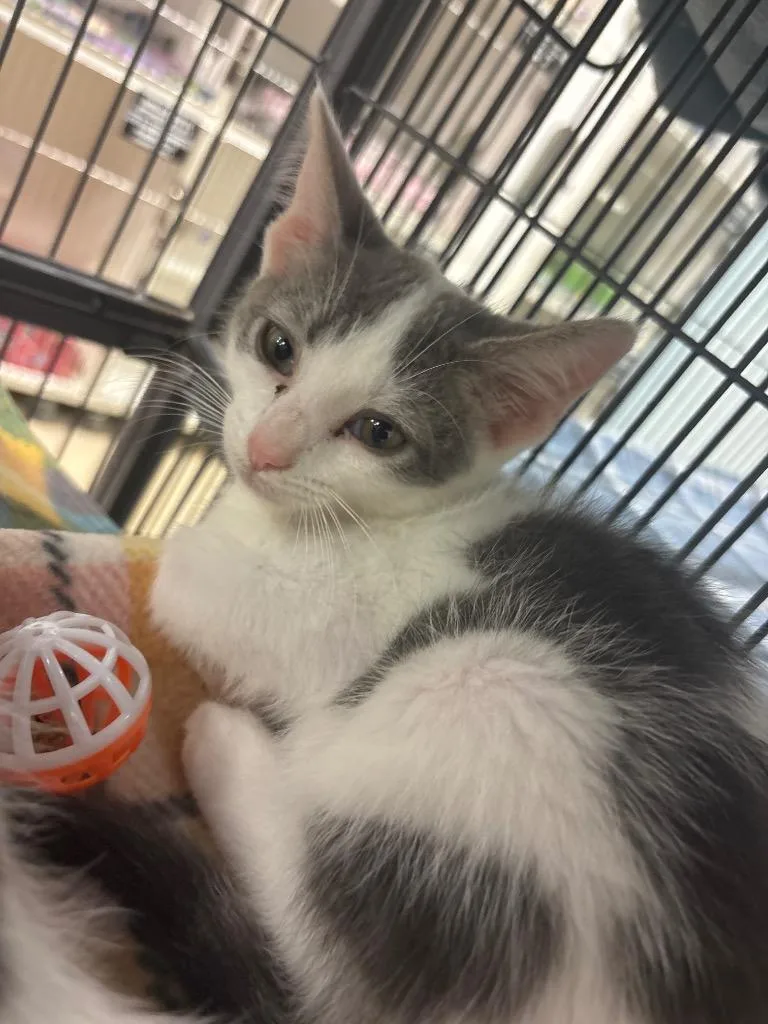A baby small-sized male Domestic Short Hair cat named Falcon Mayfield for adoption in Johnson City, TN