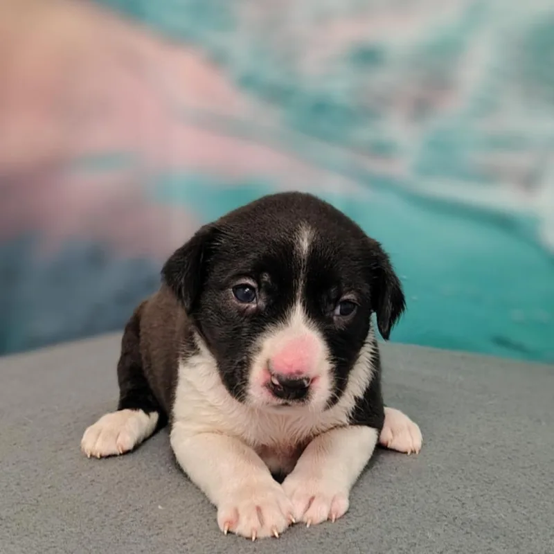 A baby medium-sized male White / Cream Cattle Dog dog named Owen for adoption in Griswold, CT