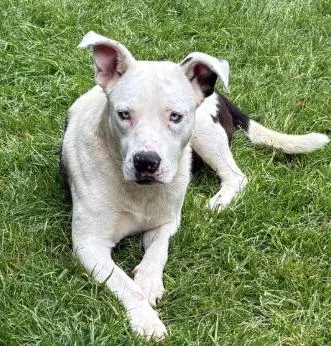 A young large-sized male Black American Staffordshire Terrier dog named Parker Aka Leo for adoption in Frazier Park, CA