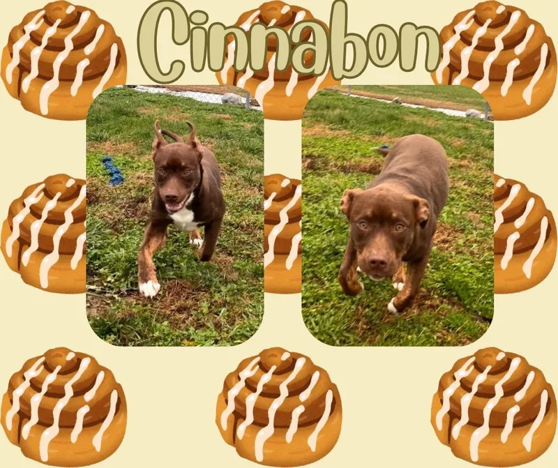 Cinnabonpiggy
