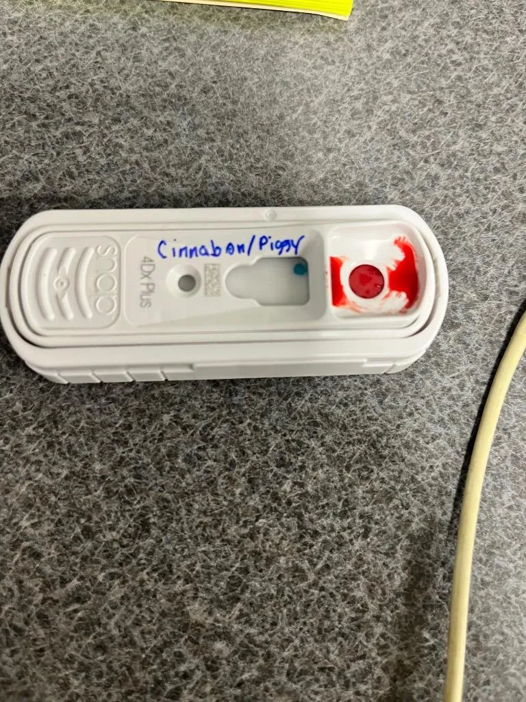 Cinnabonpiggy thumbnail 4