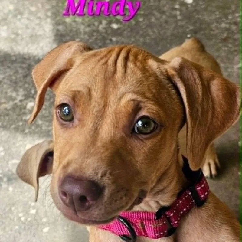 Mindy thumbnail 2