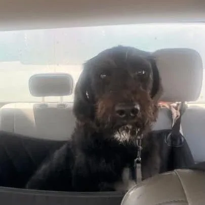 An adult large-sized male Black Standard Poodle dog named SSAWStray for adoption in Sand Springs, OK