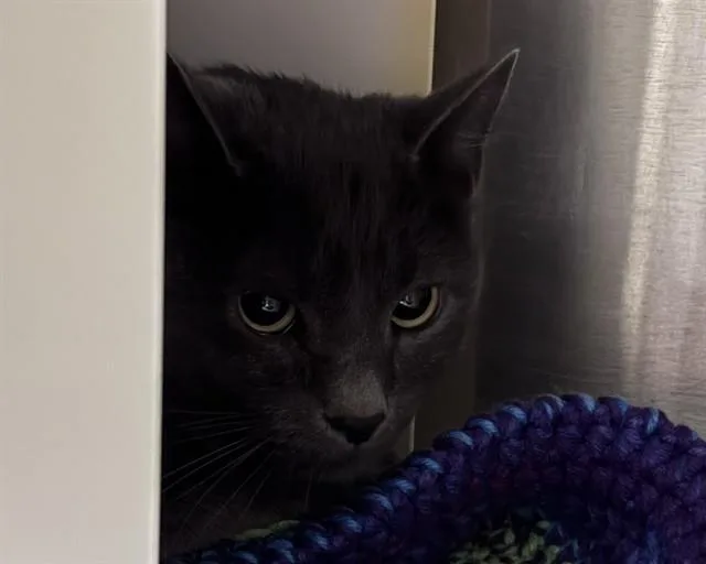 An adult medium-sized male Domestic Short Hair cat named Blue for adoption in Olathe, KS