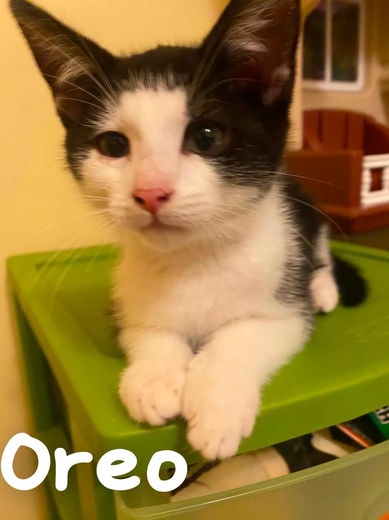 A young medium-sized male Black & White / Tuxedo Domestic Short Hair cat named Oreo for adoption in Lansdowne, PA