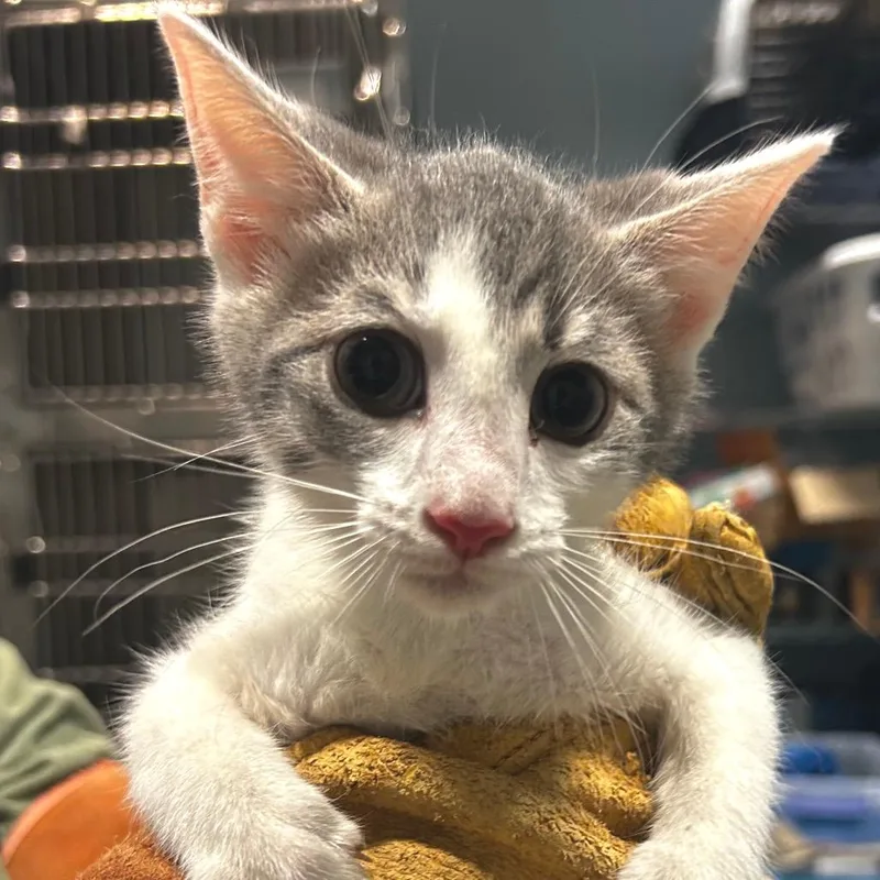 A baby small-sized female Gray / Blue / Silver Domestic Short Hair cat named Doo for adoption in Chattanooga, TN