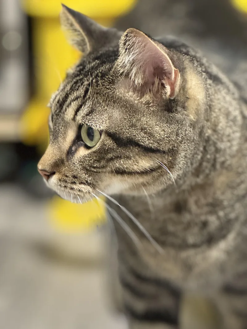 An adult medium-sized male Tabby (Brown / Chocolate) Domestic Short Hair cat named Sweet Pea for adoption in Blaine, MN